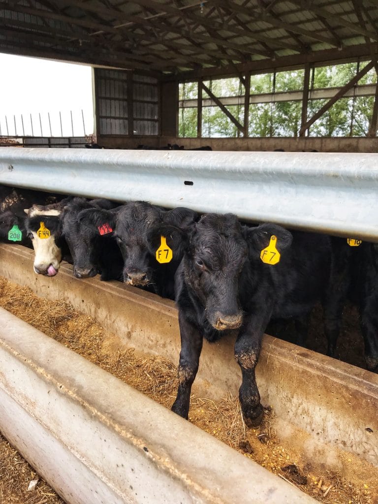 Cows lined up to eat from the trough, with one cow all in with both his front legs in the trough.
