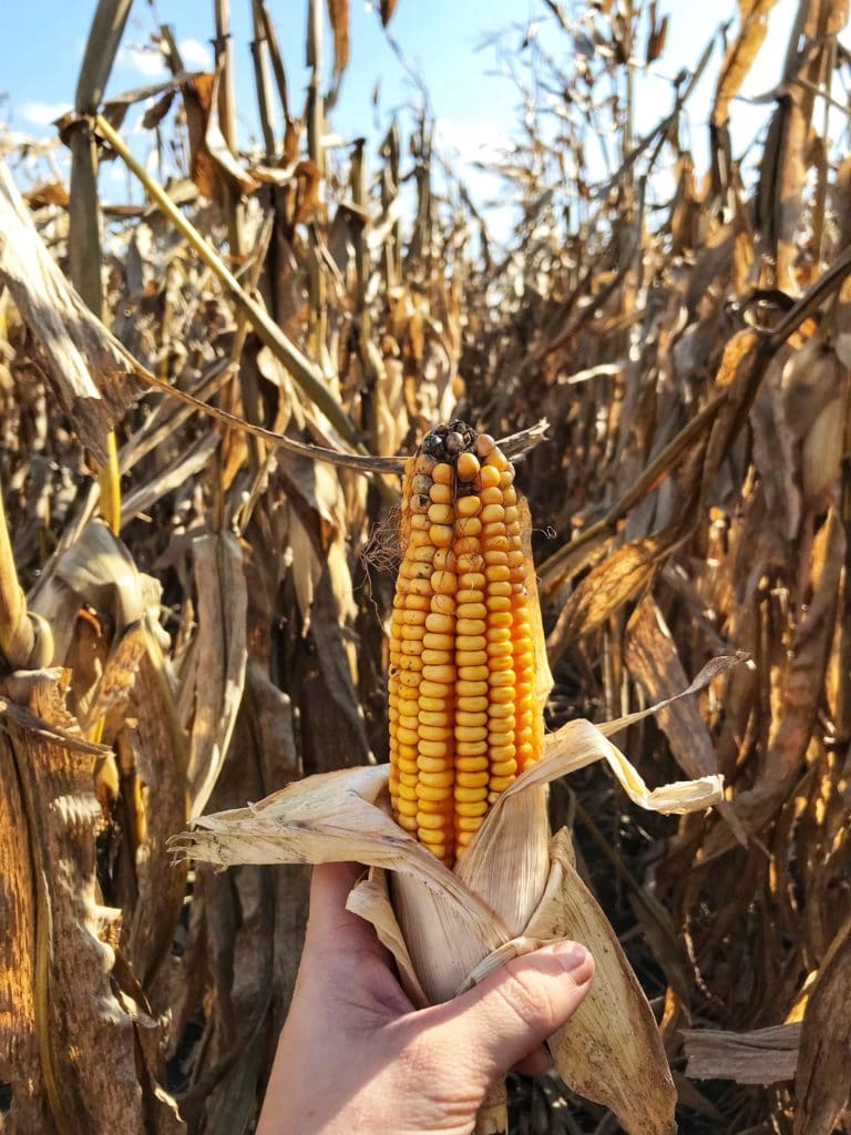 Ear of corn with stalks in the background.