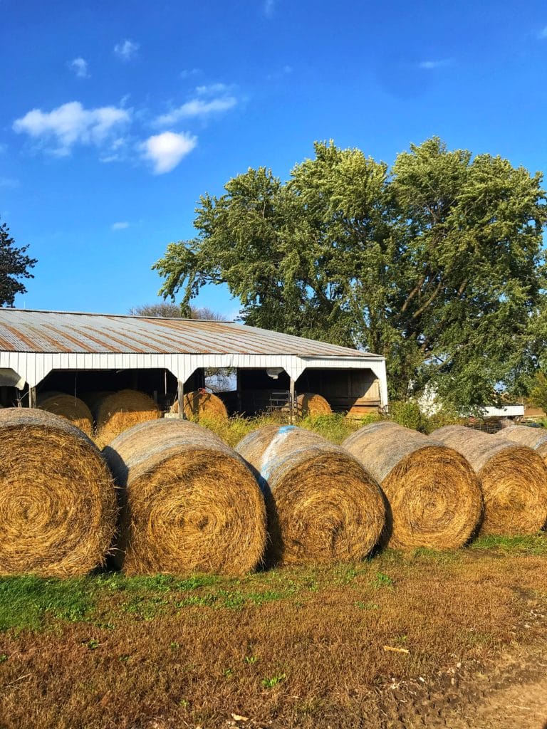 Hay bales on the farm.